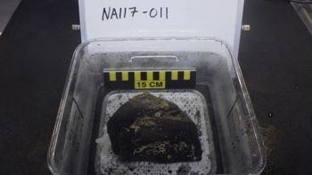 Media type: image;   Invertebrate Zoology 153105 Description: live specimen;